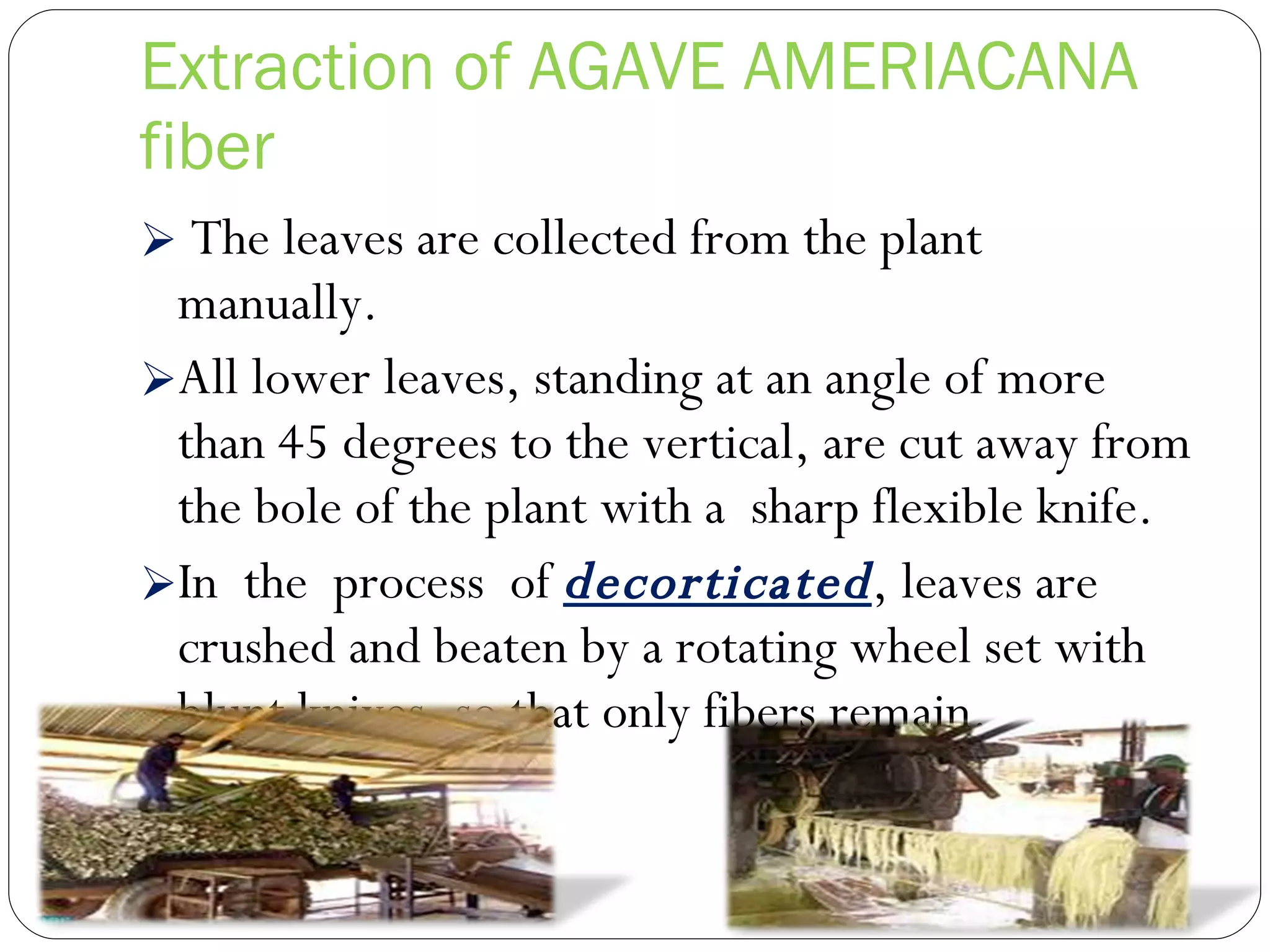 Extraction of AGAVE AMERIACANA fiber The leaves are collected from the plant manually.  All lower leaves, standing at an angle of more than 45 degrees to the vertical, are cut away from the bole of the plant with a  sharp flexible knife.  In  the  process  of  decorticated , leaves are crushed and beaten by a rotating wheel set with blunt knives. so that only fibers remain. 