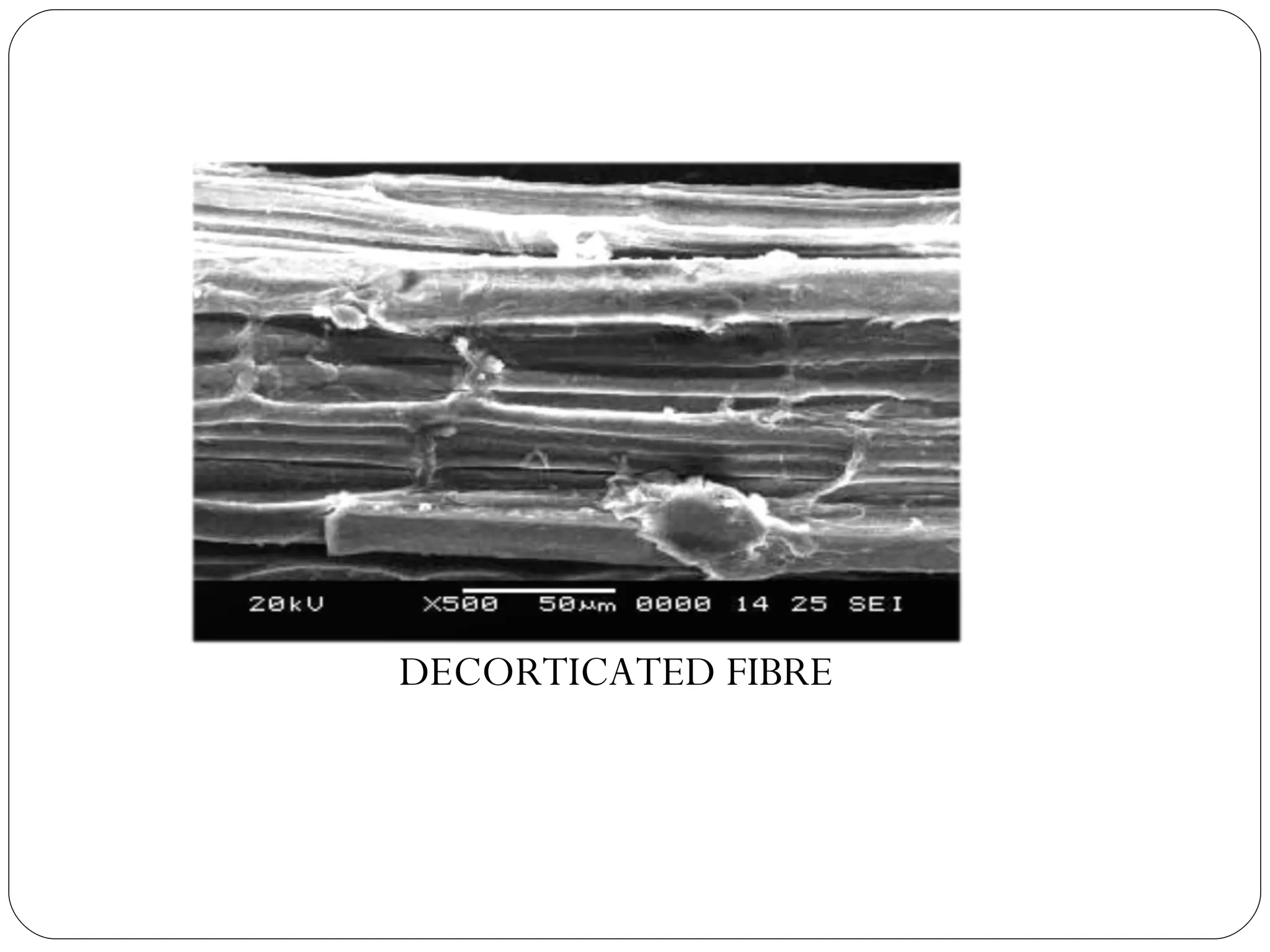 DECORTICATED FIBRE 