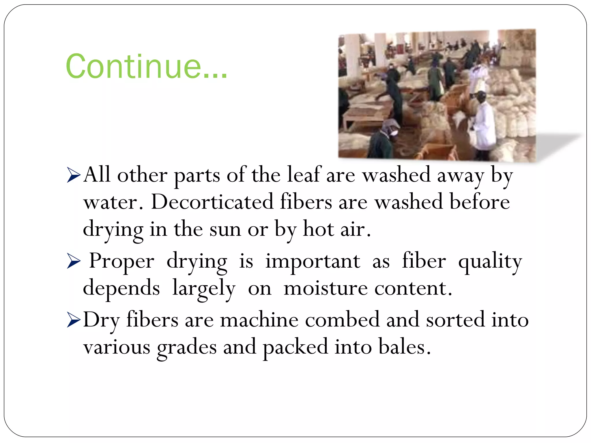 Continue… All other parts of the leaf are washed away by water. Decorticated fibers are washed before drying in the sun or by hot air. Proper  drying  is  important  as  fiber  quality  depends  largely  on  moisture content. Dry fibers are machine combed and sorted into various grades and packed into bales. 
