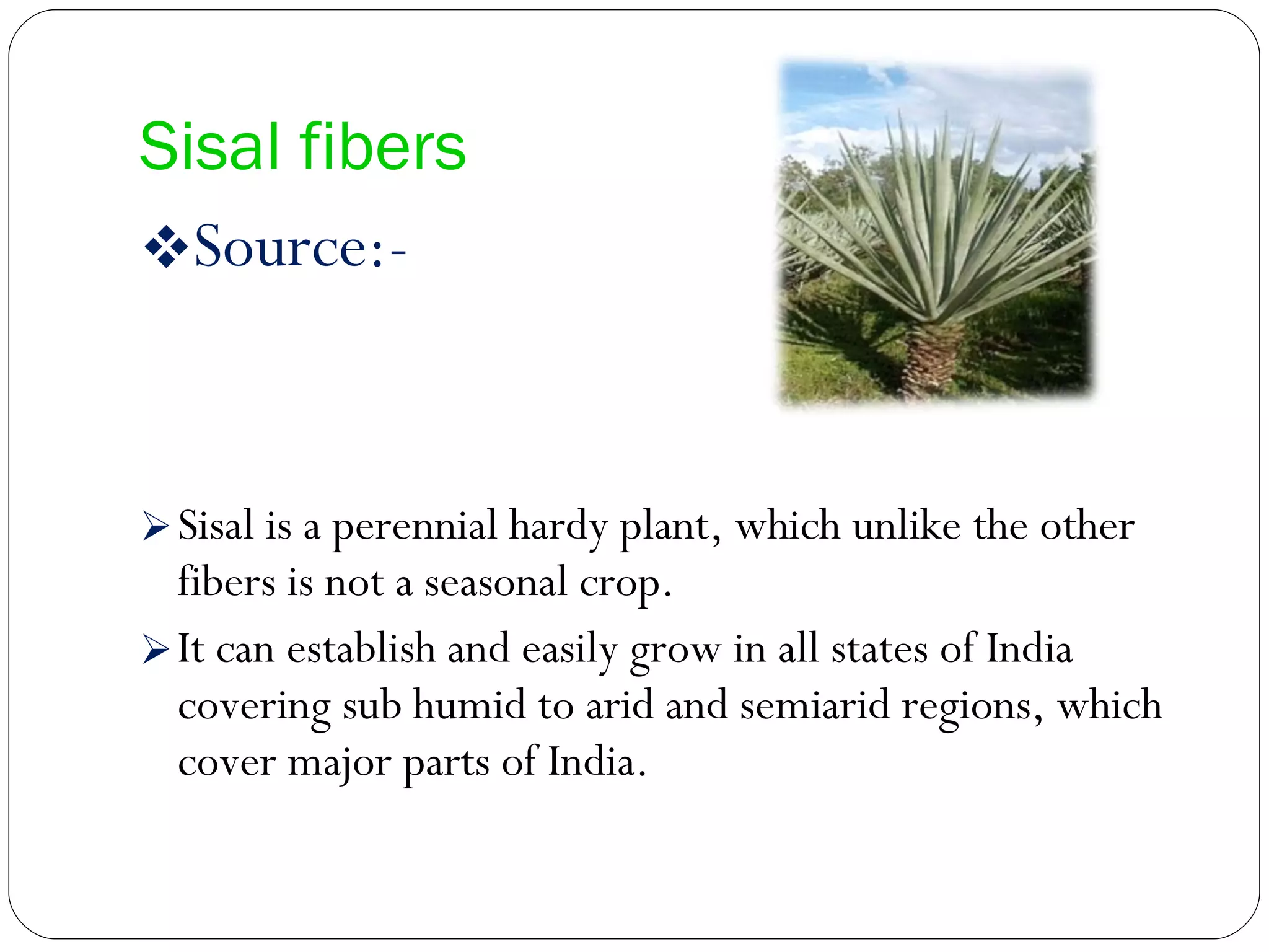 Sisal fibers Source:- Sisal is a perennial hardy plant, which unlike the other fibers is not a seasonal crop.  It can establish and easily grow in all states of India covering sub humid to arid and semiarid regions, which cover major parts of India. 