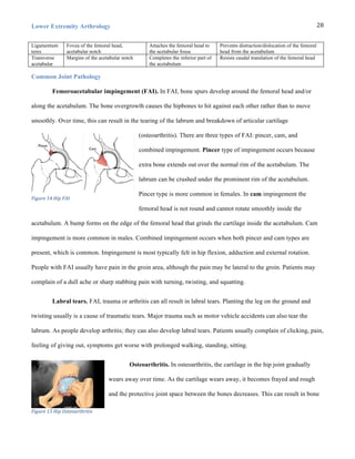Lower Extremity Arthrology
	
  
28	
  
Ligamentum
teres
Fovea of the femoral head,
acetabular notch
Attaches the femoral head to
the acetabular fossa
Prevents distraction/dislocation of the femoral
head from the acetabulum
Transverse
acetabular
Margins of the acetabular notch Completes the inferior part of
the acetabulum
Resists caudal translation of the femoral head
Common Joint Pathology
Femoroacetabular impingement (FAI). In FAI, bone spurs develop around the femoral head and/or
along the acetabulum. The bone overgrowth causes the hipbones to hit against each other rather than to move
smoothly. Over time, this can result in the tearing of the labrum and breakdown of articular cartilage
(osteoarthritis). There are three types of FAI: pincer, cam, and
combined impingement. Pincer type of impingement occurs because
extra bone extends out over the normal rim of the acetabulum. The
labrum can be crushed under the prominent rim of the acetabulum.
Pincer type is more common in females. In cam impingement the
femoral head is not round and cannot rotate smoothly inside the
acetabulum. A bump forms on the edge of the femoral head that grinds the cartilage inside the acetabulum. Cam
impingement is more common in males. Combined impingement occurs when both pincer and cam types are
present, which is common. Impingement is most typically felt in hip flexion, adduction and external rotation.
People with FAI usually have pain in the groin area, although the pain may be lateral to the groin. Patients may
complain of a dull ache or sharp stabbing pain with turning, twisting, and squatting.
Labral tears. FAI, trauma or arthritis can all result in labral tears. Planting the leg on the ground and
twisting usually is a cause of traumatic tears. Major trauma such as motor vehicle accidents can also tear the
labrum. As people develop arthritis; they can also develop labral tears. Patients usually complain of clicking, pain,
feeling of giving out, symptoms get worse with prolonged walking, standing, sitting.
Osteoarthritis. In osteoarthritis, the cartilage in the hip joint gradually
wears away over time. As the cartilage wears away, it becomes frayed and rough
and the protective joint space between the bones decreases. This can result in bone
Figure	
  14	
  Hip	
  FAI
Figure	
  15	
  Hip	
  Osteoarthritis
 