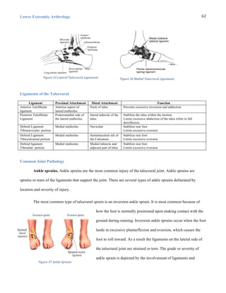 Lower Extremity Arthrology
	
  
62	
  
Ligaments of the Talocrural
Ligament Proximal Attachment Distal Attachment Function
Anterior Talofibular
ligament
Anterior aspect of
lateral malleolus
Neck of talus Prevents excessive inversion and adduction
Posterior Talofibular
Ligament
Posteromedial side of
the lateral malleolus
lateral tubercle of the
talus
Stabilize the talus within the mortise
Limits excessive abduction of the talus while in full
dorsiflexion
Deltoid Ligament
Tibionavicular portion
Medial malleolus Navicular Stabilize rear foot
Limits excessive eversion
Deltoid Ligament
Tibiocalcaneal portion
Medial malleolus Sustentaculum tali of
the Calcaneus
Stabilize rear foot
Limits excessive eversion
Deltoid ligament
Tibiotalar portion
Medial malleolus Medial tubercle and
adjacent part of talus
Stabilize rear foot
Limits excessive eversion
Common Joint Pathology
Ankle sprains. Ankle sprains are the most common injury of the talocrural joint. Ankle sprains are
sprains or tears of the ligaments that support the joint. There are several types of ankle sprains delineated by
location and severity of injury.
The most common type of talocrural sprain is an inversion ankle sprain. It is most common because of
how the foot is normally positioned upon making contact with the
ground during running. Inversion ankle sprains occur when the foot
lands in excessive plantarflexion and eversion, which causes the
foot to roll inward. As a result the ligaments on the lateral side of
the talocrural joint are strained or torn. The grade or severity of
ankle sprain is depicted by the involvement of ligaments and
Figure	
  35	
  Lateral	
  Talocrural	
  Ligaments Figure	
  36	
  Medial	
  Talocrural	
  Ligaments
Figure	
  37	
  Ankle	
  Sprains
 