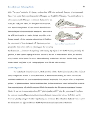 Lower Extremity Arthrology Guide 97	
  
digit. The axes of rotation for all voluntary motions of the MTP joints are through the center of each metatarsal
head. From neutral the toes can be extended to 65 degrees and flexed 30 to 40 degrees. The great toe; however,
allows approximately 85 degrees of extension. During mid to late
stance, the MTP joints extend, and through the windlass effect,
raise the medial longitudinal arch and stabilize the midfoot and
forefoot for push off as demonstrated in Figure 62. This action at
the MTP joint is crucial for creating the rigid lever effect of the
foot during push off, thus preparing and protecting the foot from
the great amount of force during push off. A common problem
presented in clinic is foot and lower extremity pain due to wearing
flip-flop sandals. A common walking strategy while wearing flip-flops is to flex the MTP joints, particularly the
great toe, in order keep the flip flop on the foot. Because of this lack of extension of the Hallux, the Windlass
effect is muted and the plantar fascia does not rise adequately in order to act as a shock absorber during initial
contact and the early phase of gait, causing symptoms in the foot and lower extremity.
Joint Configuration
The head of each metatarsal is convex, which articulates with the shallow concave surface of the proximal
end of each proximal phalanx. In closed chain motion, as demonstrated in walking, the convex surface of the
metatarsal head will roll and glide in opposite directions over the relatively fixed concave surface of the proximal
phalanx. In open chain motion, the concave surface of the phalanx moves on the convex surface of the metatarsal
head, meaning that the roll and glide motion will be in the same direction. The transverse metatarsal ligaments
blend with and join the plantar plates of one MTP joint to its adjacent MTP joint. By connecting all five plates,
the transverse metatarsal ligaments maintain some similarities in planar motion between the first ray and the
lesser rays, thereby suiting the foot for weight bearing and propulsion. This differs from the hand, which is suited
for manipulation and opposition because the MTP joints can move independently of the thumb.
Figure	
  62	
  Medial	
  Longitudinal	
  Arch
 