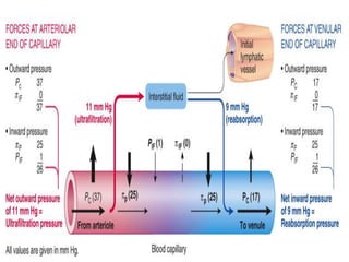 Final lect 75 microcirculation 2020 | PDF