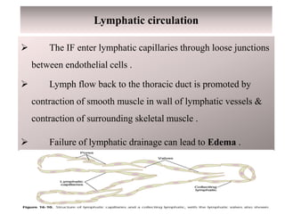Final lect 75 microcirculation 2020 | PDF