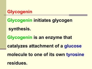 Glycogenin
Glycogenin initiates glycogen
synthesis.
Glycogenin is an enzyme that
catalyzes attachment of a glucose
molecule to one of its own tyrosine
residues.
 
