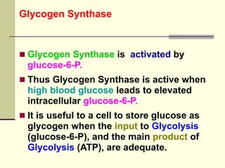 Glycogen Synthase
 Glycogen Synthase is activated by
glucose-6-P.
 Thus Glycogen Synthase is active when
high blood glucose leads to elevated
intracellular glucose-6-P.
 It is useful to a cell to store glucose as
glycogen when the input to Glycolysis
(glucose-6-P), and the main product of
Glycolysis (ATP), are adequate.
 