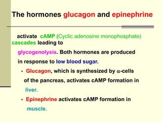 The hormones glucagon and epinephrine
activate cAMP (Cyclic adenosine monophosphate)
cascades leading to
glycogenolysis. Both hormones are produced
in response to low blood sugar.
 Glucagon, which is synthesized by a-cells
of the pancreas, activates cAMP formation in
liver.
 Epinephrine activates cAMP formation in
muscle.
 