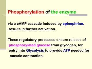 Phosphorylation of the enzyme
via a cAMP cascade induced by epinephrine,
results in further activation.
These regulatory processes ensure release of
phosphorylated glucose from glycogen, for
entry into Glycolysis to provide ATP needed for
muscle contraction.
 