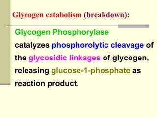 Glycogen Phosphorylase
catalyzes phosphorolytic cleavage of
the glycosidic linkages of glycogen,
releasing glucose-1-phosphate as
reaction product.
Glycogen catabolism (breakdown):
 