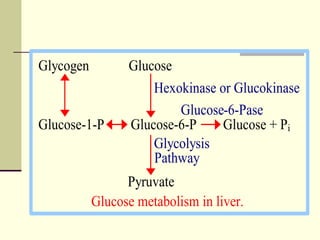 Glycogen Glucose
Hexokinase or Glucokinase
Glucose-6-Pase
Glucose-1-P Glucose-6-P Glucose + Pi
Glycolysis
Pathway
Pyruvate
Glucose metabolism in liver.
 