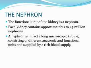 THE NEPHRON
 The functional unit of the kidney is a nephron.
 Each kidney contains approximately 1 to 1.5 million
nephrons.
 A nephron is in fact a long microscopic tubule,
consisting of different anatomic and functional
units and supplied by a rich blood supply.
 