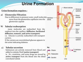Urine formation requiers :
Urine Formation
Glomerular Filtration
Due to differences in pressure water, small molecules
move from the glomerulus capillaries into the
glomerular capsule
Tubular reabsorption
many molecules are reabsorbed from the
nephron into the capillary (diffusion, facilitated
diffusion, osmosis, and active transport)
i.e. Glucose is actively reabsorbed with transport
carriers.
If the carriers are overwhelmed glucose appears in
the urine indicating diabetes
Tubular secretion
Substances are actively removed from blood and
added to tubular fluid (active transport)
ie. H+, creatinine, and some drugs are moved by
active transport from the blood into the distal
convoluted tubule
a)
b)
c)
 