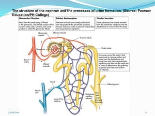 The structure of the nephron and the processes of urine formation. (Source: Pearson
Education/PH College)
03/05/2011 21
 