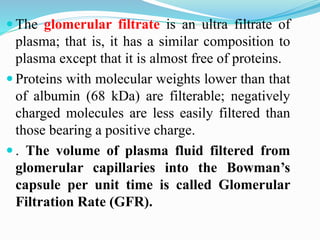  The glomerular filtrate is an ultra filtrate of
plasma; that is, it has a similar composition to
plasma except that it is almost free of proteins.
 Proteins with molecular weights lower than that
of albumin (68 kDa) are filterable; negatively
charged molecules are less easily filtered than
those bearing a positive charge.
 . The volume of plasma fluid filtered from
glomerular capillaries into the Bowman’s
capsule per unit time is called Glomerular
Filtration Rate (GFR).
 