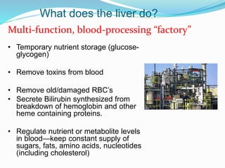 What does the liver do?
• Temporary nutrient storage (glucose-
glycogen)
• Remove toxins from blood
• Remove old/damaged RBC’s
• Secrete Bilirubin synthesized from
breakdown of hemoglobin and other
heme containing proteins.
• Regulate nutrient or metabolite levels
in blood—keep constant supply of
sugars, fats, amino acids, nucleotides
(including cholesterol)
Multi-function, blood-processing “factory”
 