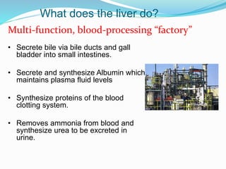 What does the liver do?
• Secrete bile via bile ducts and gall
bladder into small intestines.
• Secrete and synthesize Albumin which
maintains plasma fluid levels
• Synthesize proteins of the blood
clotting system.
• Removes ammonia from blood and
synthesize urea to be excreted in
urine.
Multi-function, blood-processing “factory”
 