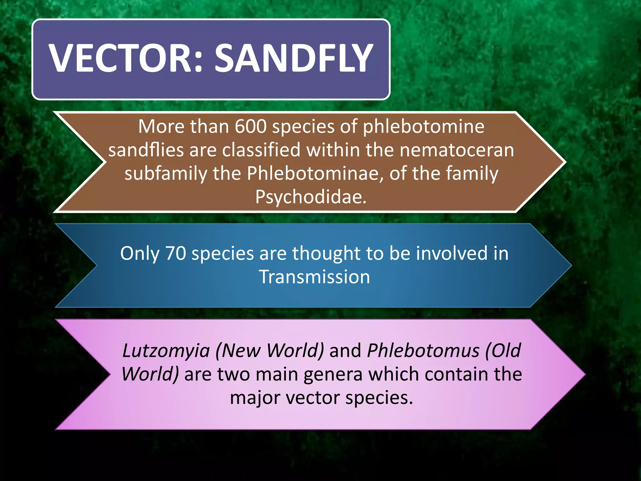 VECTOR: SANDFLY
More than 600 species of phlebotomine
sandﬂies are classified within the nematoceran
subfamily the Phlebotominae, of the family
Psychodidae.
Only 70 species are thought to be involved in
Transmission
Lutzomyia (New World) and Phlebotomus (Old
World) are two main genera which contain the
major vector species.
 