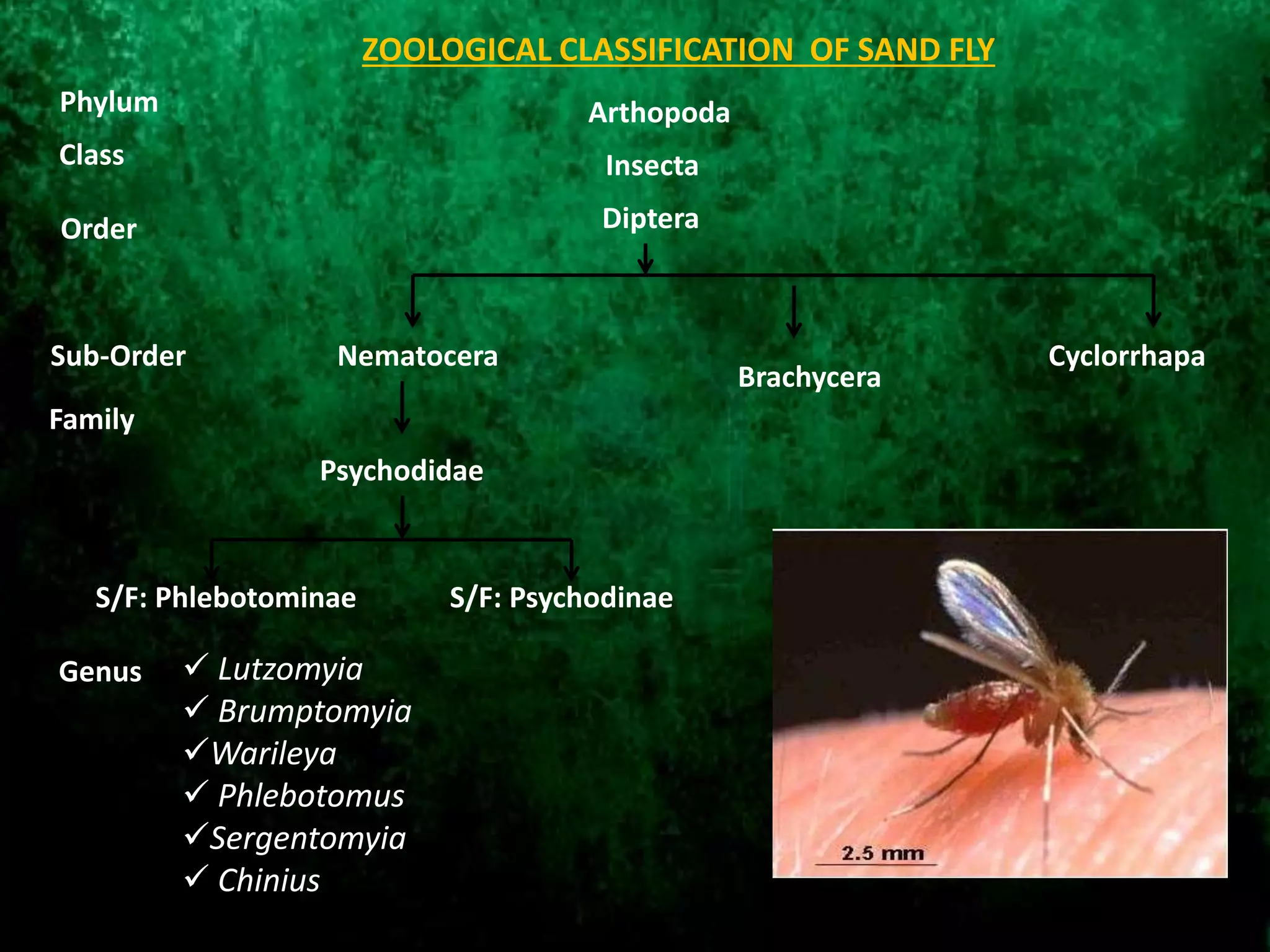 Diptera
Nematocera
Brachycera
Cyclorrhapa
Arthopoda
Insecta
Order
Sub-Order
Family
Class
Phylum
Psychodidae
S/F: Phlebotominae S/F: Psychodinae
 Lutzomyia
 Brumptomyia
Warileya
 Phlebotomus
Sergentomyia
 Chinius
Genus
ZOOLOGICAL CLASSIFICATION OF SAND FLY
 