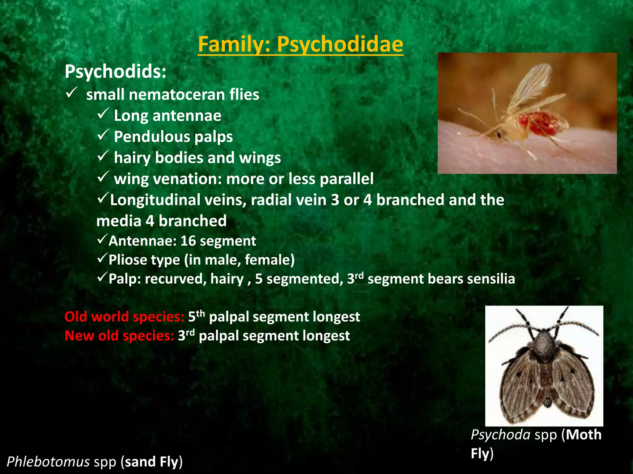 Family: Psychodidae
Psychodids:
 small nematoceran flies
 Long antennae
 Pendulous palps
 hairy bodies and wings
 wing venation: more or less parallel
Longitudinal veins, radial vein 3 or 4 branched and the
media 4 branched
Antennae: 16 segment
Pliose type (in male, female)
Palp: recurved, hairy , 5 segmented, 3rd segment bears sensilia
Old world species: 5th palpal segment longest
New old species: 3rd palpal segment longest
Phlebotomus spp (sand Fly)
Psychoda spp (Moth
Fly)
 