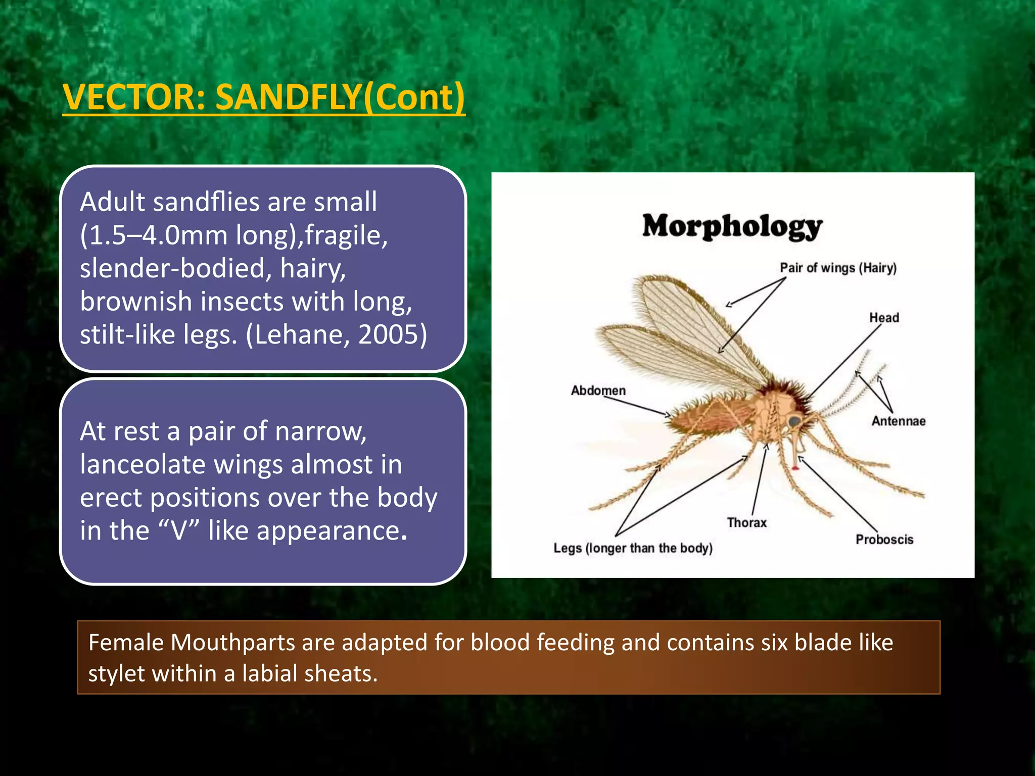 VECTOR: SANDFLY(Cont)
Adult sandﬂies are small
(1.5–4.0mm long),fragile,
slender-bodied, hairy,
brownish insects with long,
stilt-like legs. (Lehane, 2005)
At rest a pair of narrow,
lanceolate wings almost in
erect positions over the body
in the “V” like appearance.
Female Mouthparts are adapted for blood feeding and contains six blade like
stylet within a labial sheats.
 