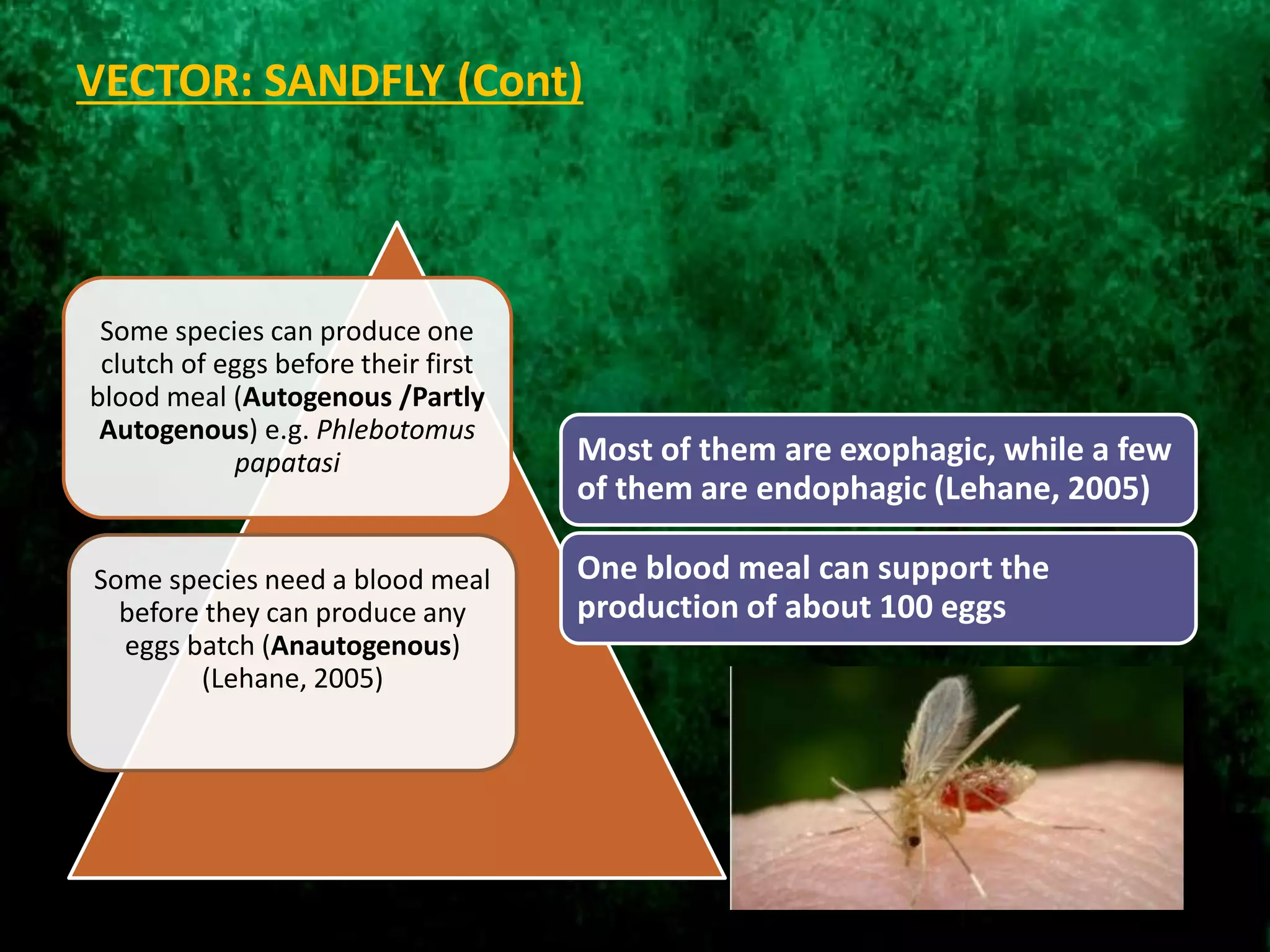 VECTOR: SANDFLY (Cont)
Some species can produce one
clutch of eggs before their first
blood meal (Autogenous /Partly
Autogenous) e.g. Phlebotomus
papatasi
Some species need a blood meal
before they can produce any
eggs batch (Anautogenous)
(Lehane, 2005)
Most of them are exophagic, while a few
of them are endophagic (Lehane, 2005)
One blood meal can support the
production of about 100 eggs
 
