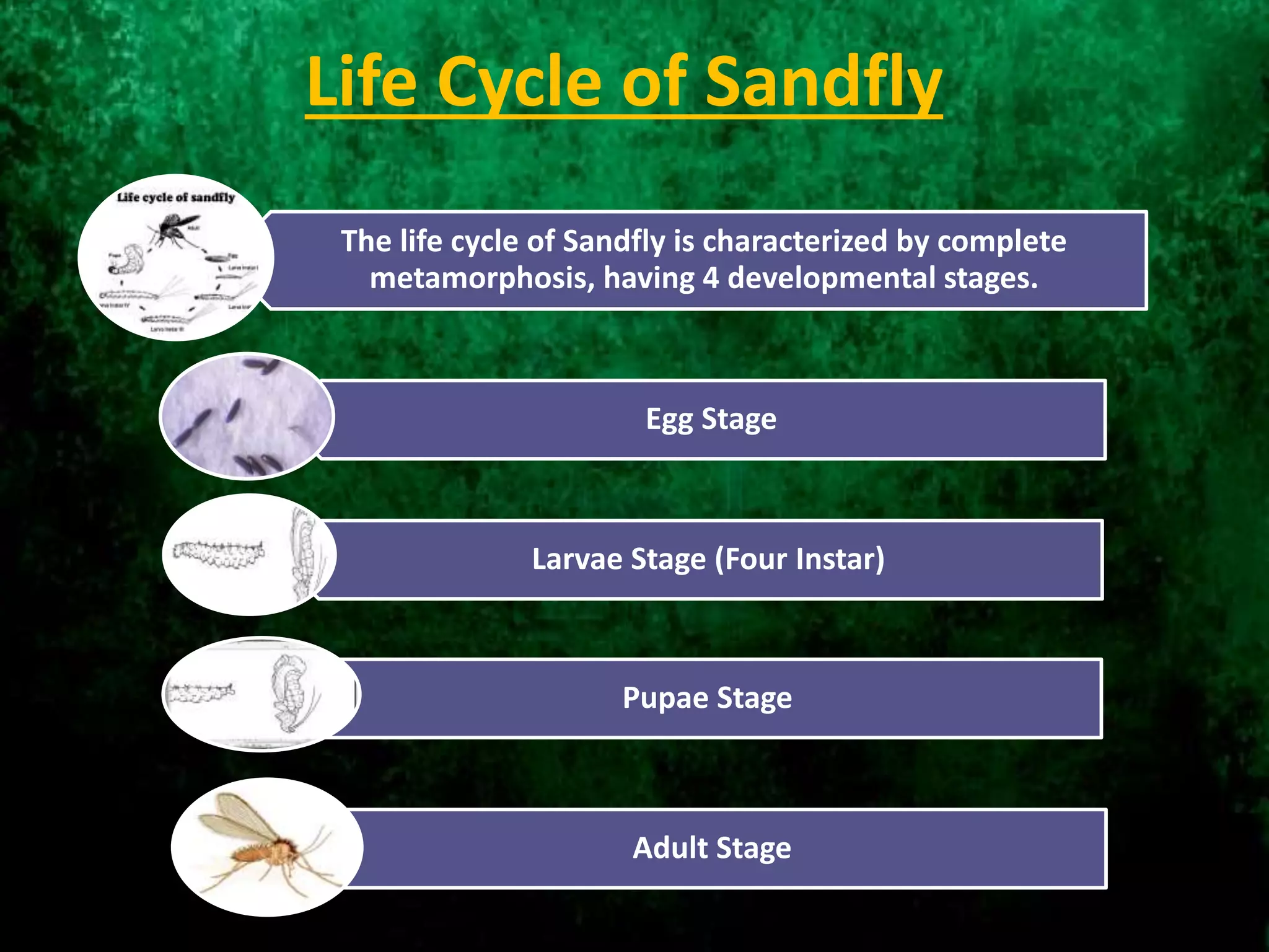 Life Cycle of Sandfly
The life cycle of Sandfly is characterized by complete
metamorphosis, having 4 developmental stages.
Egg Stage
Larvae Stage (Four Instar)
Pupae Stage
Adult Stage
 
