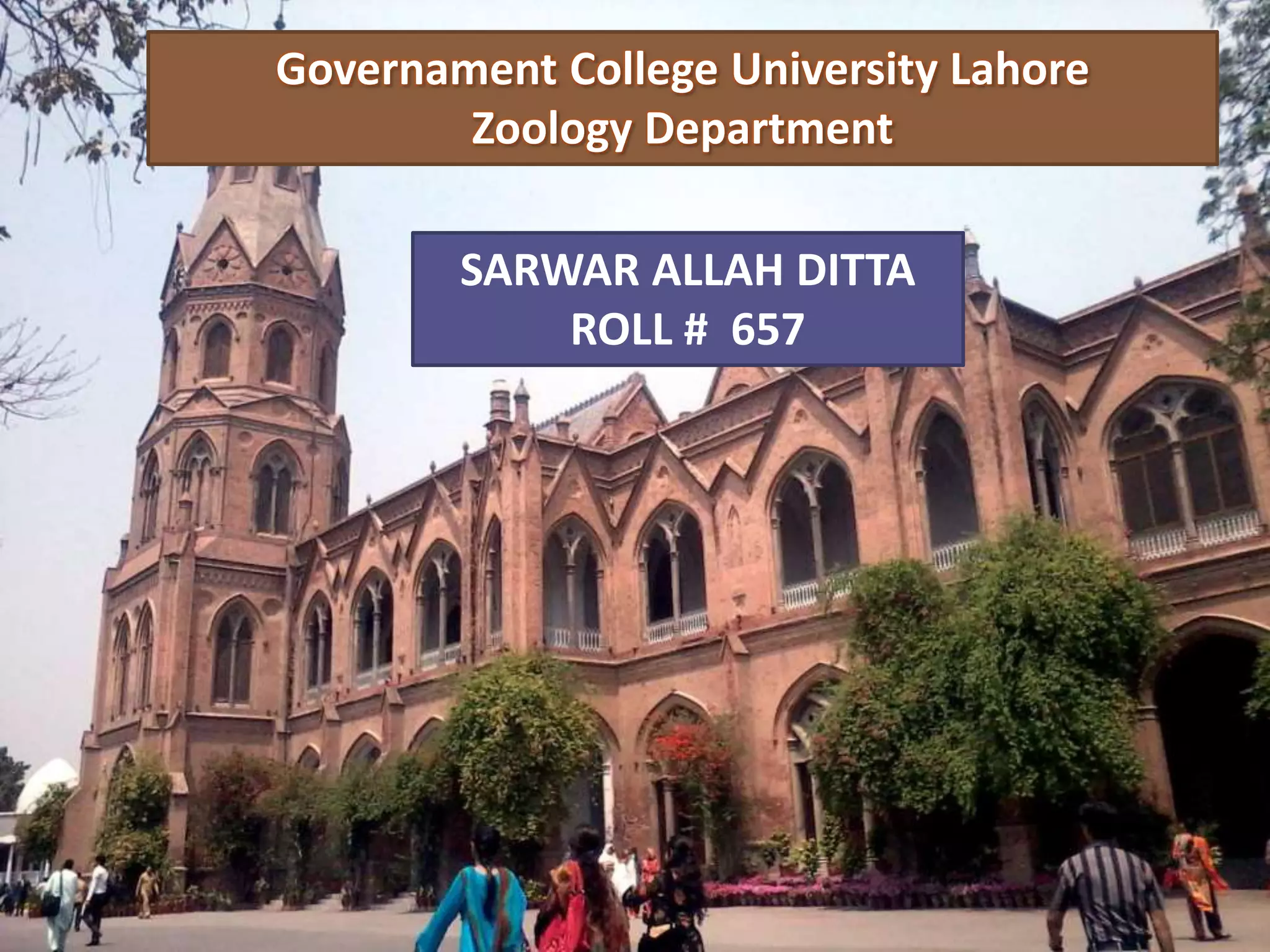 Governament College University Lahore
Zoology Department
SARWAR ALLAH DITTA
ROLL # 657
 