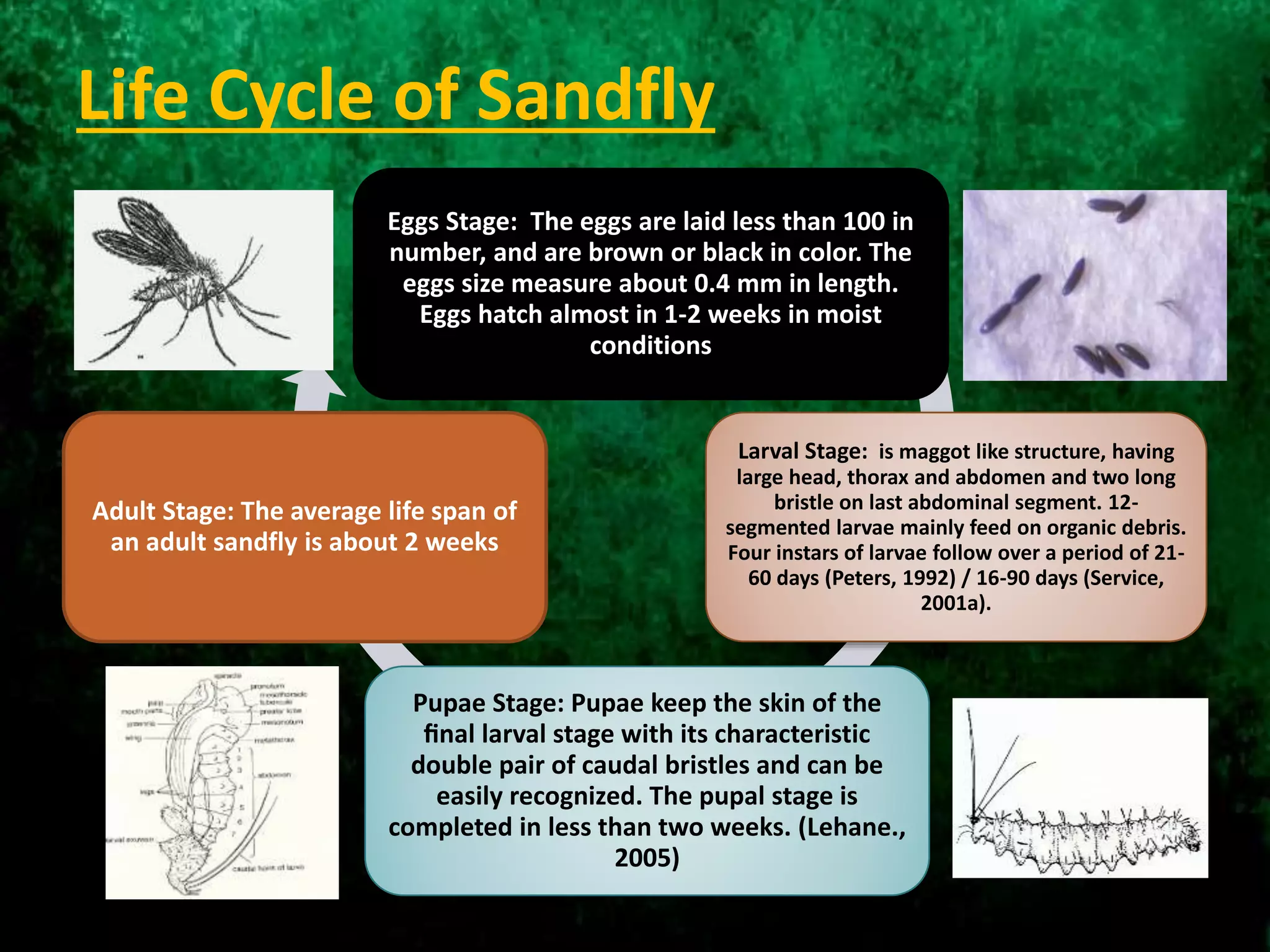 Life Cycle of Sandfly
Eggs Stage: The eggs are laid less than 100 in
number, and are brown or black in color. The
eggs size measure about 0.4 mm in length.
Eggs hatch almost in 1-2 weeks in moist
conditions
Larval Stage: is maggot like structure, having
large head, thorax and abdomen and two long
bristle on last abdominal segment. 12-
segmented larvae mainly feed on organic debris.
Four instars of larvae follow over a period of 21-
60 days (Peters, 1992) / 16-90 days (Service,
2001a).
Adult Stage: The average life span of
an adult sandfly is about 2 weeks
Pupae Stage: Pupae keep the skin of the
ﬁnal larval stage with its characteristic
double pair of caudal bristles and can be
easily recognized. The pupal stage is
completed in less than two weeks. (Lehane.,
2005)
 