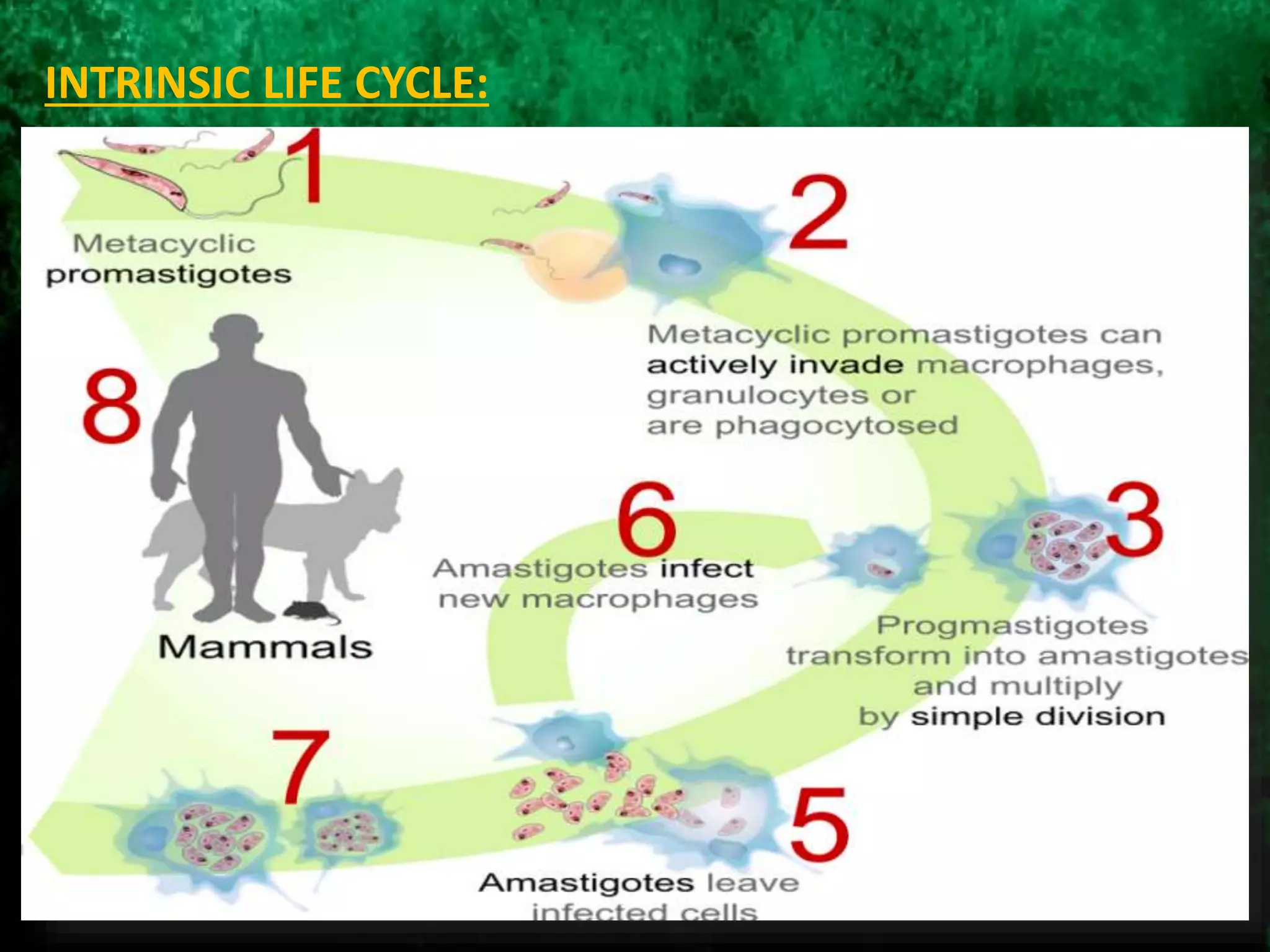 INTRINSIC LIFE CYCLE:
 