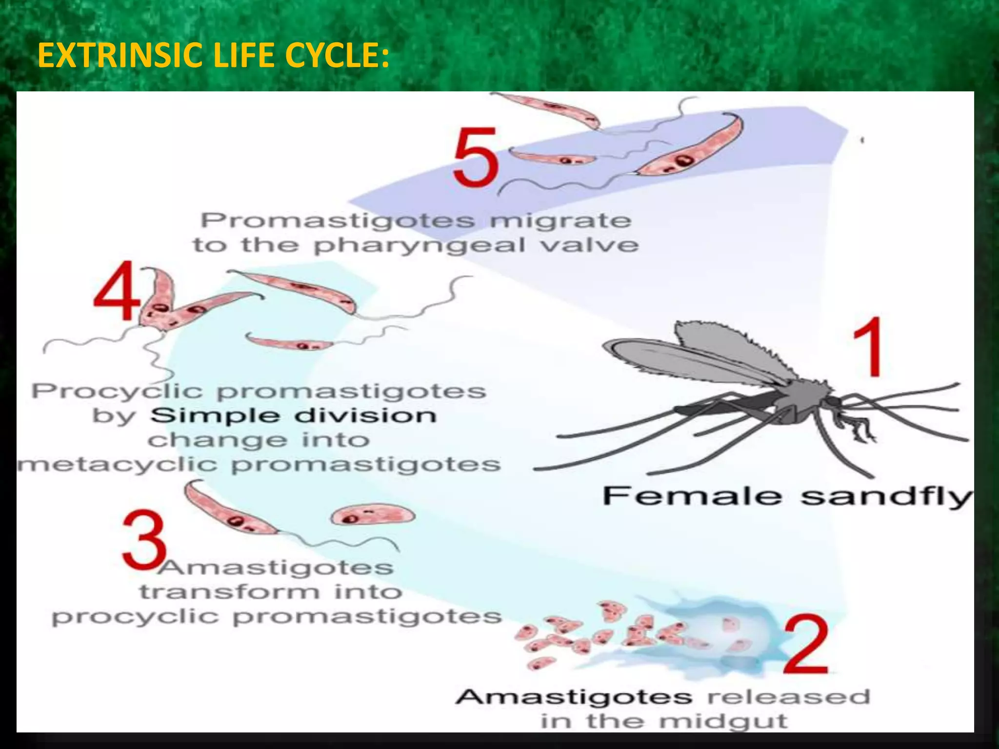 EXTRINSIC LIFE CYCLE:
 