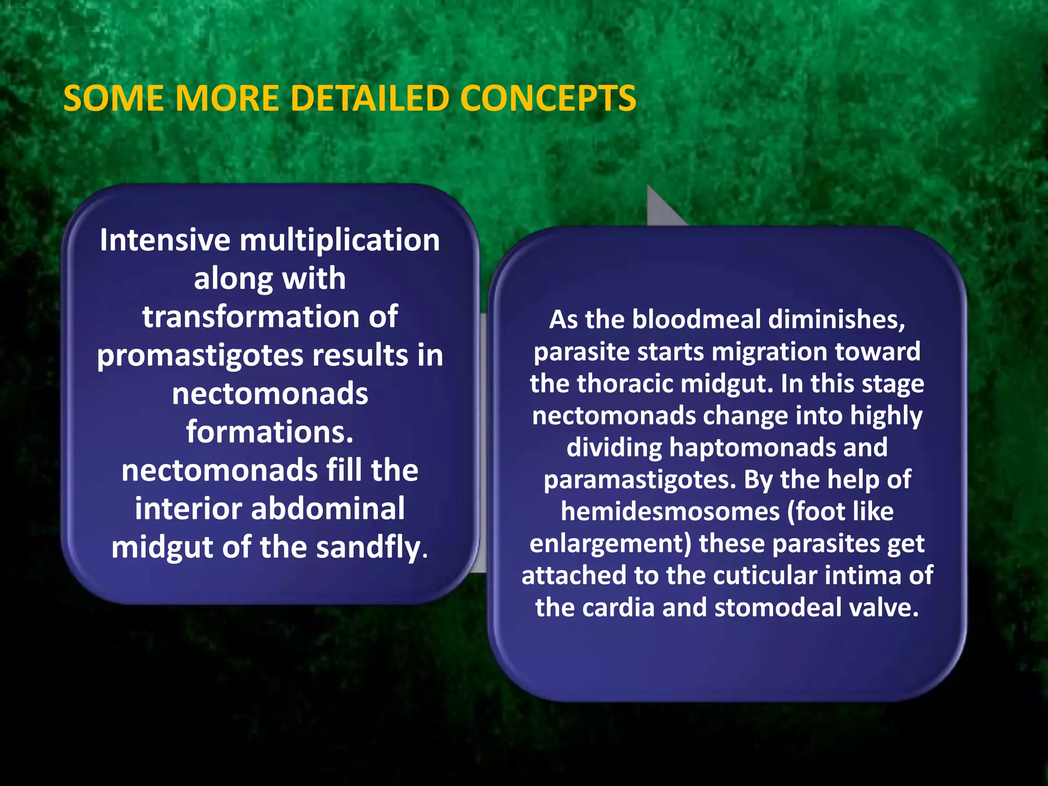 SOME MORE DETAILED CONCEPTS
Intensive multiplication
along with
transformation of
promastigotes results in
nectomonads
formations.
nectomonads fill the
interior abdominal
midgut of the sandfly.
As the bloodmeal diminishes,
parasite starts migration toward
the thoracic midgut. In this stage
nectomonads change into highly
dividing haptomonads and
paramastigotes. By the help of
hemidesmosomes (foot like
enlargement) these parasites get
attached to the cuticular intima of
the cardia and stomodeal valve.
 