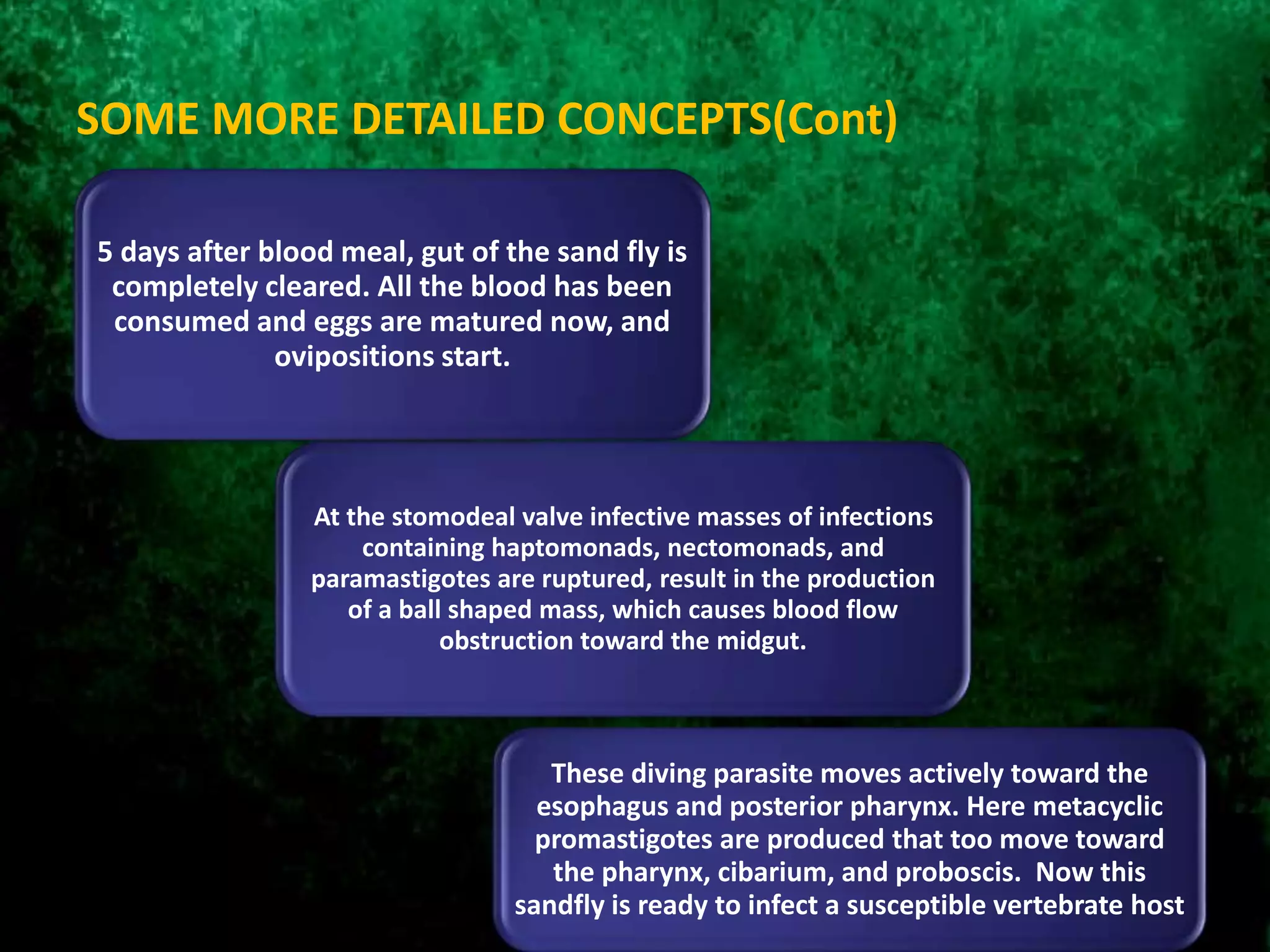 SOME MORE DETAILED CONCEPTS(Cont)
5 days after blood meal, gut of the sand fly is
completely cleared. All the blood has been
consumed and eggs are matured now, and
ovipositions start.
At the stomodeal valve infective masses of infections
containing haptomonads, nectomonads, and
paramastigotes are ruptured, result in the production
of a ball shaped mass, which causes blood flow
obstruction toward the midgut.
These diving parasite moves actively toward the
esophagus and posterior pharynx. Here metacyclic
promastigotes are produced that too move toward
the pharynx, cibarium, and proboscis. Now this
sandfly is ready to infect a susceptible vertebrate host
 