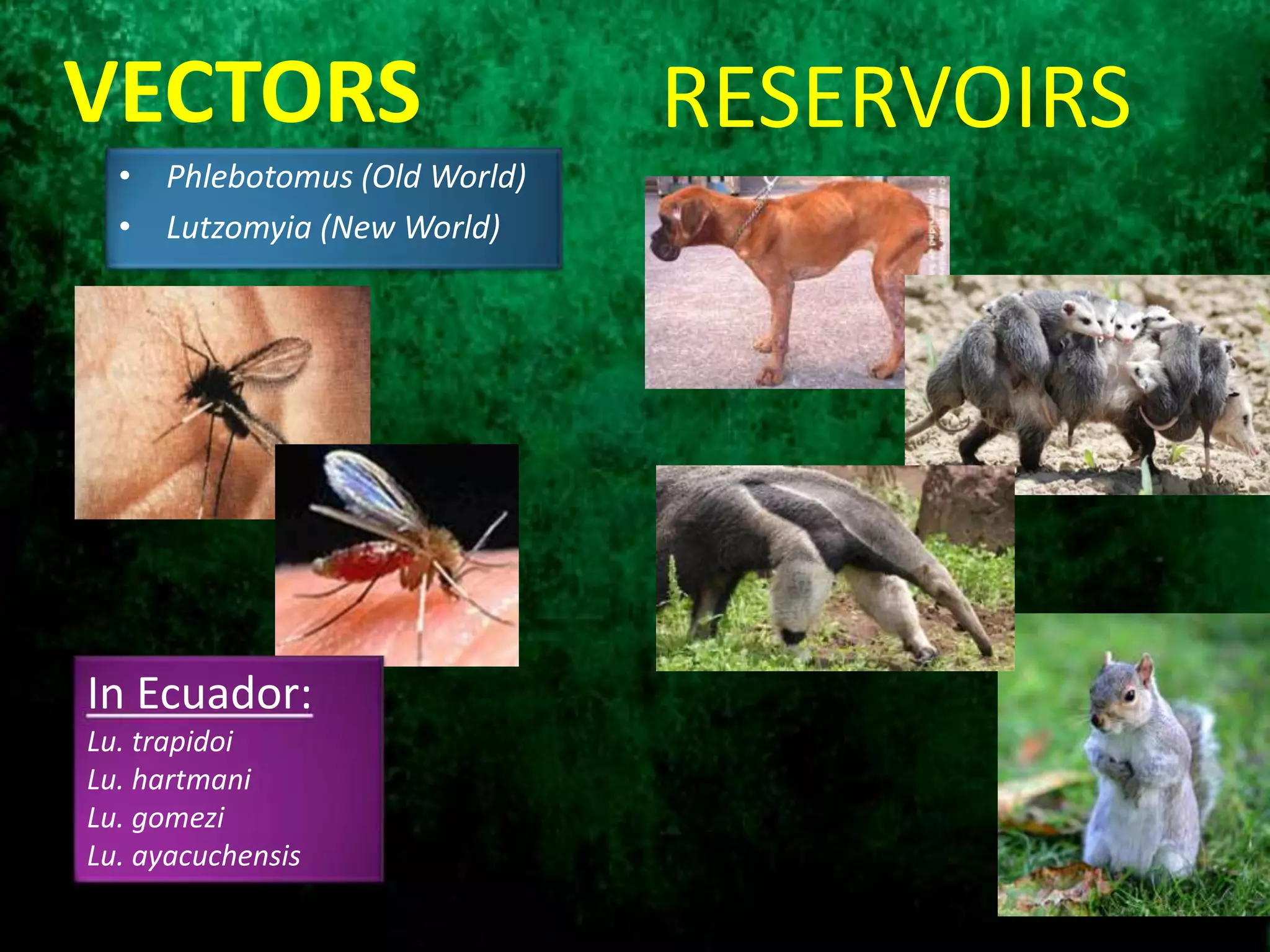 • Phlebotomus (Old World)
• Lutzomyia (New World)
VECTORS RESERVOIRS
In Ecuador:
Lu. trapidoi
Lu. hartmani
Lu. gomezi
Lu. ayacuchensis
 