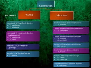 Classification
Viannia Leishmania
Complex L. (V ) braziliensis Species:
L. (V.) braziliensis
L. (V.) peruviana
Complex L. (V ) guyanensis Species:
L. (V.) guyanensis
L. (V.) panamensis
L. (V.) shawi
Complex L. (V ) lainsoni Species:
L. (V.) lainsoni
Complex L. (V ) Naiff Species:
L. (V.) naiffi
Complex Leishmania (Leishmania) mexicana
• L. (L.) mexicana
Complex Leishmania (Leishmania) amazonensis
• L. (L.) amazonensis
Complex Leishmania (Leishmania) infantum
• L. (L.) infantum
Complex Leishmania (Leishmania) donovani
• L. (L.) donovani
• L. (L.) Archibaldi
Complex Leishmania (Leishmania) trópica
• L. (L.) trópica
Complex Leishmania (Leishmania) major
• L. (L.) major
• L. (L.) major-like
Complex Leishmania (Leishmania) aethiopica
• L. (L.) aethiopica
Sub Genera
 