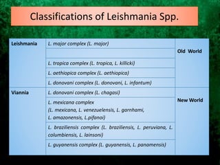 Classifications of Leishmania Spp.
Leishmania L. major complex (L. major)
Old World
L. tropica complex (L. tropica, L. killicki)
L. aethiopica complex (L. aethiopica)
L. donovani complex (L. donovani, L. infantum)
Viannia L. donovani complex (L. chagasi)
New WorldL. mexicana complex
(L. mexicana, L. venezuelensis, L. garnhami,
L. amazonensis, L.pifanoi)
L. braziliensis complex (L. braziliensis, L. peruviana, L.
columbiensis, L. lainsoni)
L. guyanensis complex (L. guyanensis, L. panamensis)
 