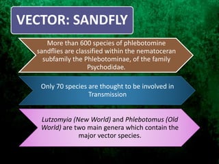 VECTOR: SANDFLY
More than 600 species of phlebotomine
sandﬂies are classified within the nematoceran
subfamily the Phlebotominae, of the family
Psychodidae.
Only 70 species are thought to be involved in
Transmission
Lutzomyia (New World) and Phlebotomus (Old
World) are two main genera which contain the
major vector species.
 
