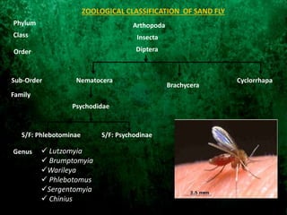 Diptera
Nematocera
Brachycera
Cyclorrhapa
Arthopoda
Insecta
Order
Sub-Order
Family
Class
Phylum
Psychodidae
S/F: Phlebotominae S/F: Psychodinae
 Lutzomyia
 Brumptomyia
Warileya
 Phlebotomus
Sergentomyia
 Chinius
Genus
ZOOLOGICAL CLASSIFICATION OF SAND FLY
 