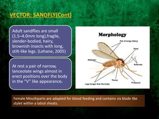 VECTOR: SANDFLY(Cont)
Adult sandﬂies are small
(1.5–4.0mm long),fragile,
slender-bodied, hairy,
brownish insects with long,
stilt-like legs. (Lehane, 2005)
At rest a pair of narrow,
lanceolate wings almost in
erect positions over the body
in the “V” like appearance.
Female Mouthparts are adapted for blood feeding and contains six blade like
stylet within a labial sheats.
 