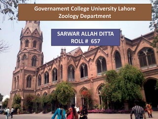 Governament College University Lahore
Zoology Department
SARWAR ALLAH DITTA
ROLL # 657
 