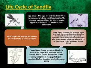 Life Cycle of Sandfly
Eggs Stage: The eggs are laid less than 100 in
number, and are brown or black in color. The
eggs size measure about 0.4 mm in length.
Eggs hatch almost in 1-2 weeks in moist
conditions
Larval Stage: is maggot like structure, having
large head, thorax and abdomen and two long
bristle on last abdominal segment. 12-
segmented larvae mainly feed on organic debris.
Four instars of larvae follow over a period of 21-
60 days (Peters, 1992) / 16-90 days (Service,
2001a).
Adult Stage: The average life span of
an adult sandfly is about 2 weeks
Pupae Stage: Pupae keep the skin of the
ﬁnal larval stage with its characteristic
double pair of caudal bristles and can be
easily recognized. The pupal stage is
completed in less than two weeks. (Lehane.,
2005)
 