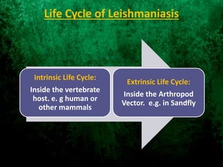 Life Cycle of Leishmaniasis
Intrinsic Life Cycle:
Inside the vertebrate
host. e. g human or
other mammals
Extrinsic Life Cycle:
Inside the Arthropod
Vector. e.g. in Sandfly
 