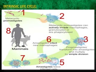 INTRINSIC LIFE CYCLE:
 