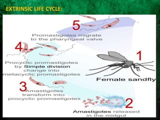 EXTRINSIC LIFE CYCLE:
 
