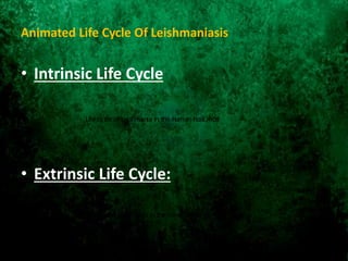 Animated Life Cycle Of Leishmaniasis
• Intrinsic Life Cycle
• Extrinsic Life Cycle:
Life cycle of Leishmania in the human host.mp4
Life cycle of Leishmania in the insect vector.mp4
 