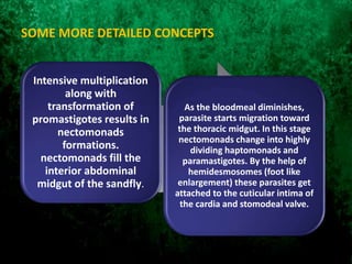 SOME MORE DETAILED CONCEPTS
Intensive multiplication
along with
transformation of
promastigotes results in
nectomonads
formations.
nectomonads fill the
interior abdominal
midgut of the sandfly.
As the bloodmeal diminishes,
parasite starts migration toward
the thoracic midgut. In this stage
nectomonads change into highly
dividing haptomonads and
paramastigotes. By the help of
hemidesmosomes (foot like
enlargement) these parasites get
attached to the cuticular intima of
the cardia and stomodeal valve.
 