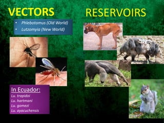 • Phlebotomus (Old World)
• Lutzomyia (New World)
VECTORS RESERVOIRS
In Ecuador:
Lu. trapidoi
Lu. hartmani
Lu. gomezi
Lu. ayacuchensis
 
