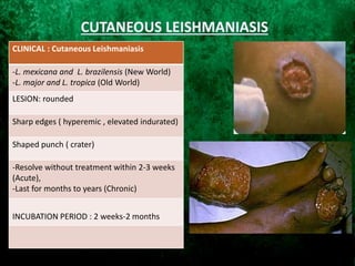 CLINICAL : Cutaneous Leishmaniasis
-L. mexicana and L. brazilensis (New World)
-L. major and L. tropica (Old World)
LESION: rounded
Sharp edges ( hyperemic , elevated indurated)
Shaped punch ( crater)
-Resolve without treatment within 2-3 weeks
(Acute),
-Last for months to years (Chronic)
INCUBATION PERIOD : 2 weeks-2 months
 