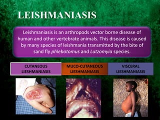 Leishmaniasis is an arthropods vector borne disease of
human and other vertebrate animals. This disease is caused
by many species of leishmania transmitted by the bite of
sand fly phlebotomus and Lutzomyia species.
CUTANEOUS
LIESHMANIASIS
MUCO-CUTANEOUS
LIESHMANIASIS
VISCERAL
LIESHMANIASIS
LEISHMANIASIS
 