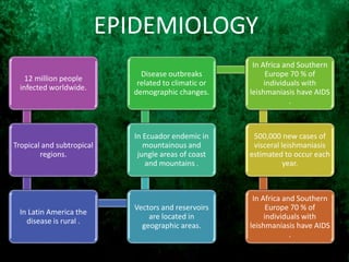 12 million people
infected worldwide.
Tropical and subtropical
regions.
In Latin America the
disease is rural .
Vectors and reservoirs
are located in
geographic areas.
In Ecuador endemic in
mountainous and
jungle areas of coast
and mountains .
Disease outbreaks
related to climatic or
demographic changes.
In Africa and Southern
Europe 70 % of
individuals with
leishmaniasis have AIDS
.
500,000 new cases of
visceral leishmaniasis
estimated to occur each
year.
In Africa and Southern
Europe 70 % of
individuals with
leishmaniasis have AIDS
.
EPIDEMIOLOGY
 